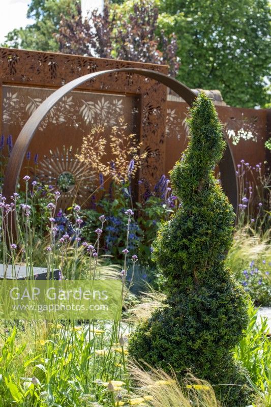 Topiaire d'if en spirale avec Verbena bonariensis et Stipa tenuissima - Sunburst Garden, RHS Hampton Court Palace Garden Festival 2022