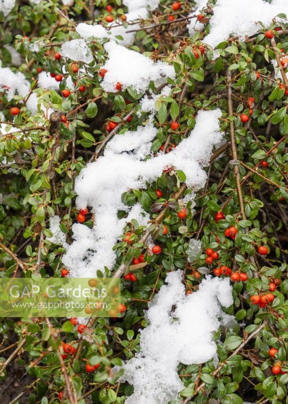 Cotoneaster dammeri avec neige, hiver janvier