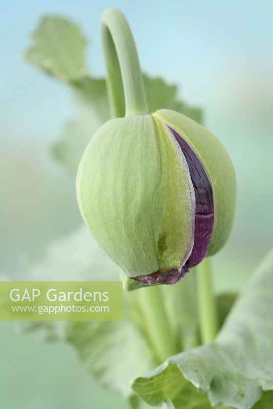 Papaver somniferum 'Tallulah Belle Blush' bouton floral de pavot à opium cultivé à l'aide de graines conservées à partir des plantes de l'année dernière Une couleur de mai mixte