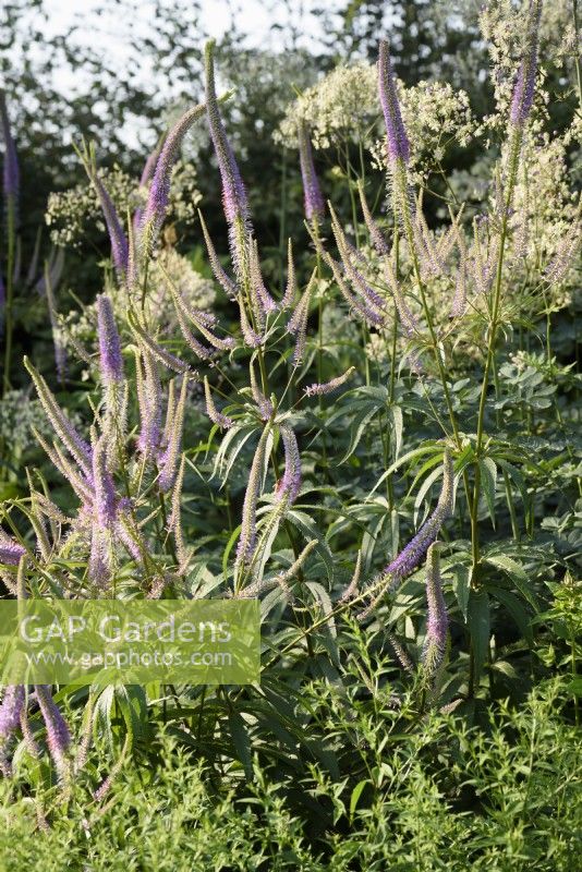 Veronicastrum virginicum 'Lavendelturm' en juillet