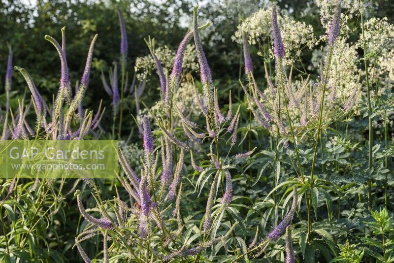 Veronicastrum virginicum 'Lavendelturm' en juillet