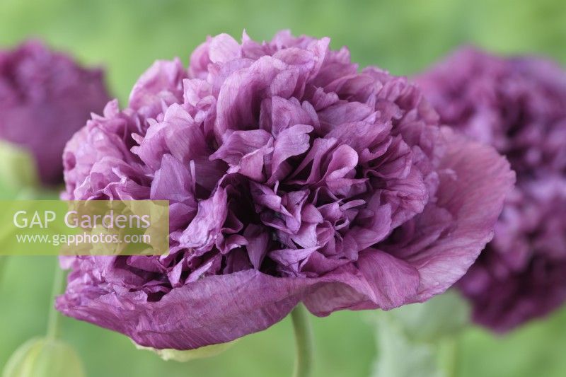 Papaver somniferum 'Tallulah Belle Blush' Fleur de pavot à opium cultivée à l'aide de graines conservées à partir des plantes de l'année dernière Une couleur de juin mixte