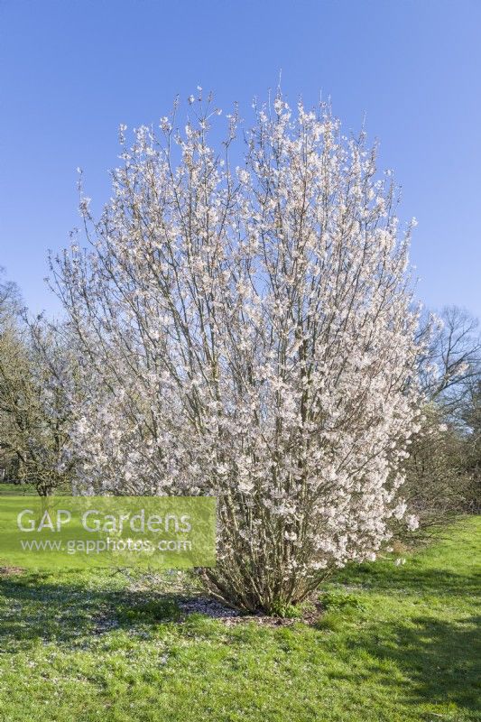 Prunus nipponica var. kurilensis - Cerisier kurile, cerisier alpin japonais. Mars