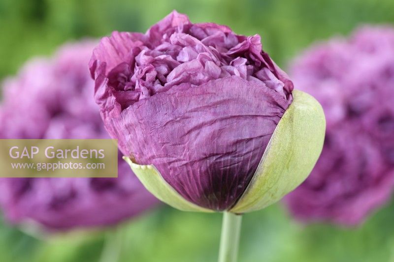 Papaver somniferum 'Tallulah Belle Blush' Ouverture du bouton floral du pavot à opium cultivé à l'aide de graines conservées des plantes de l'année dernière Une couleur de juin mixte