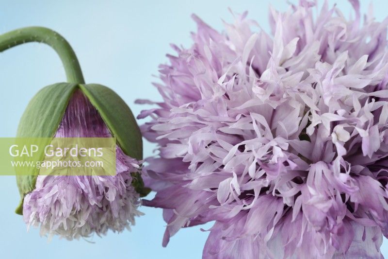Papaver somniferum 'Tallulah Belle Blush' Fleur de pavot à opium et ouverture des bourgeons cultivés à l'aide de graines conservées des plantes de l'année dernière Une couleur de juin mixte