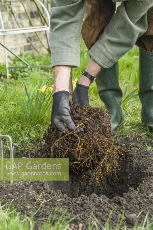 Morus nigra 'King James' - mûrier noir 'Chelsea'. Planter un mûrier cultivé en pot dans un jardin. Mars. Assurez-vous que la motte de racines est humide avant de planter un arbre et arrachez doucement les racines les plus épaisses et les plus longues autour l'extérieur avec vos doigts.