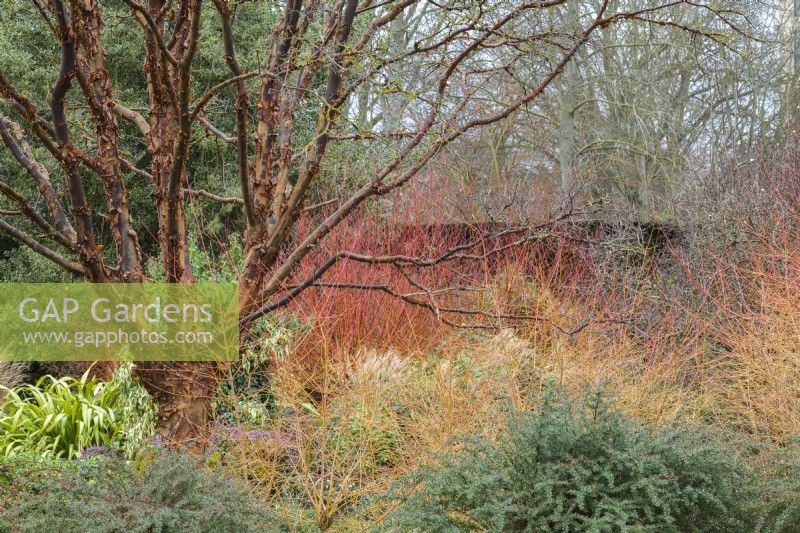 Jardin d'hiver en février avec Acer griseum, Berberis wilsoniae, Cornus sanguinea 'Midwinter Fire', Salix alba var. vitellina 'Britzensis', Phormium tenax 'Yellow Wave'.