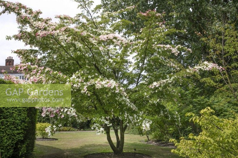 Cornus 'Norman Hadden' au jardin botanique de Winterbourne - juin