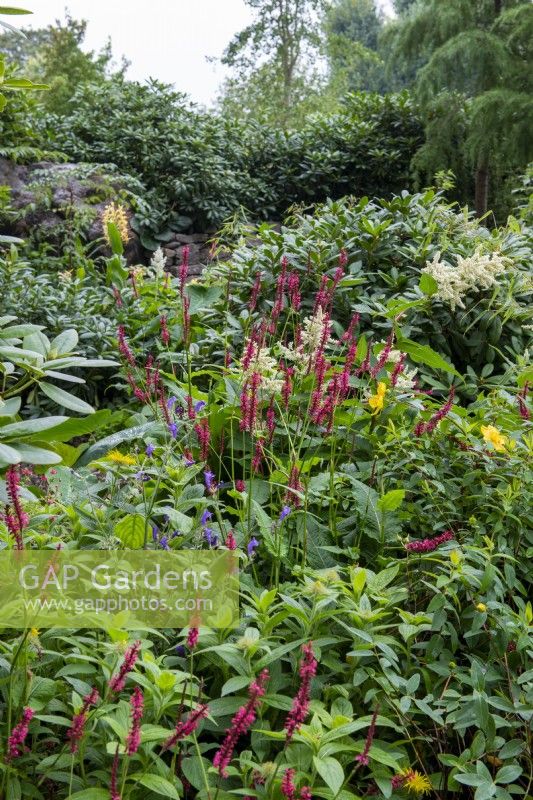 Persicaria amplexicaulis - Le jardin du 50e anniversaire des Trailfinders, RHS Chelsea Flower Show 2021