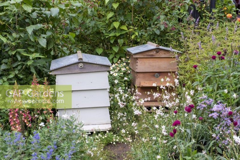 Ruches situées parmi des plantes respectueuses des abeilles telles que Cirsium, Aster, Gaura et Digitalis - RHS COP26 Garden, RHS Chelsea Flower Show 2021