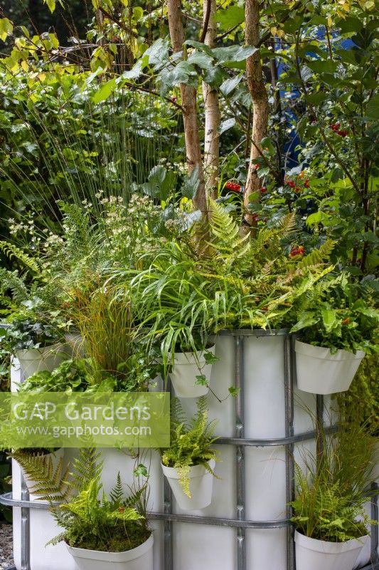 Pots IBC avec pots suspendus de fougères et d'herbes - The IBC Pocket Forest Garden, RHS Chelsea Flower Show 2021