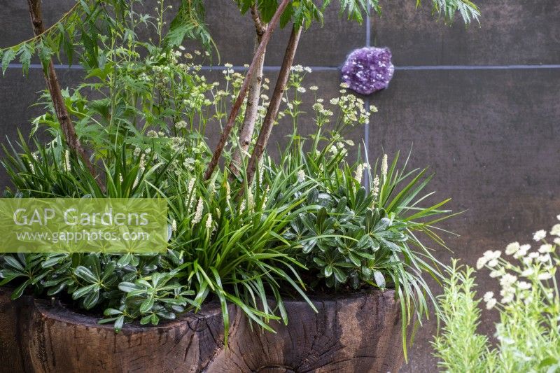 Rhus typhina dans un pot en bois planté de Pittosporum tobira, Astrantia et Liriope muscaria 'Alba' - The Stolen Soul Garden, RHS Chelsea Flower Show 2021