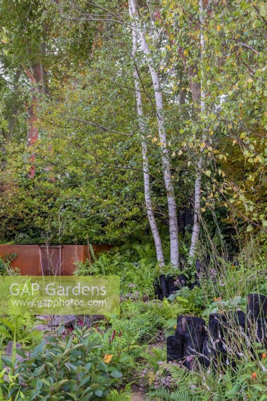 Betula pendula dans un jardin de style boisé avec réservoir d'eau en cuivre, fougères et poteaux calcinés - The Yeo Valley Organic Garden, RHS Chelsea Flower Show 2021