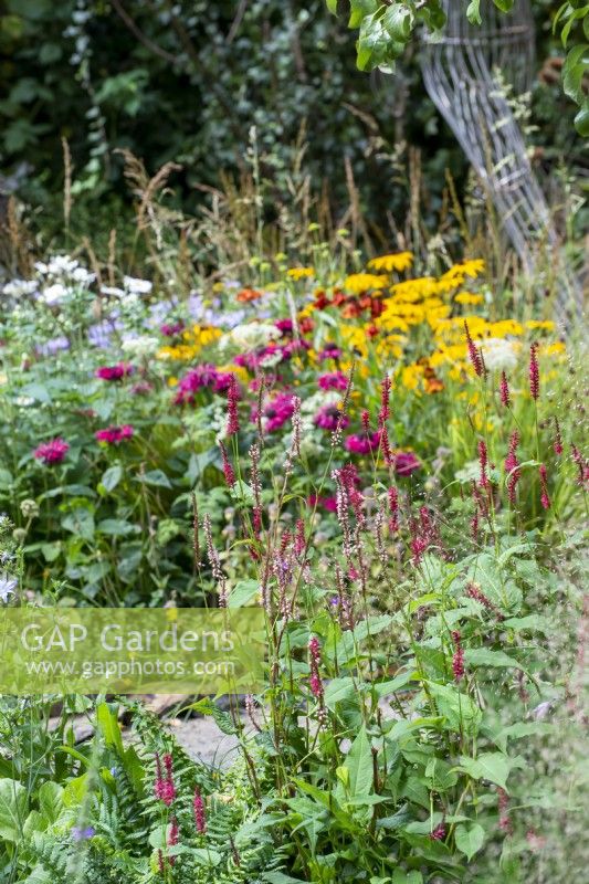Persicaria amplexicaulis - Jardin du 90e anniversaire des chiens-guides, RHS Chelsea Flower Show 2021