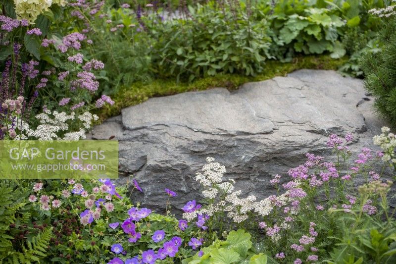 Plantation douce d'Achillea millefolium avec Geranium 'Rozanne' entourant des rochers de pierre - Prison de Bodmin : 60 degrés Est - Un jardin entre continents, RHS Chelsea Flower Show 2021