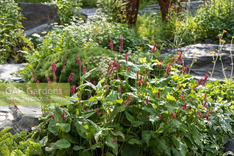 Persicaria amplexicaulis - Prison de Bodmin : 60 degrés Est - Un jardin entre continents, RHS Chelsea Flower Show 2021