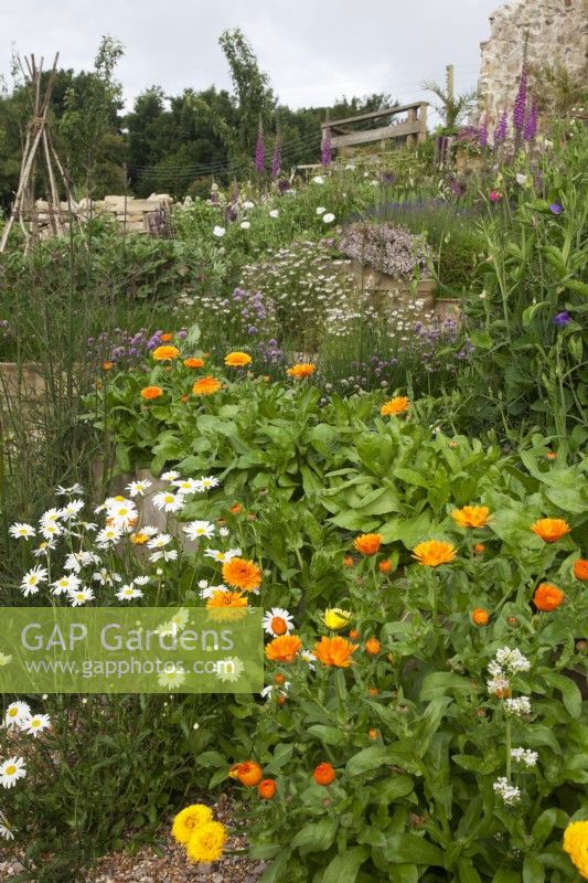 Plantation herbacée en plates-bandes surélevées avec un mélange de fleurs et de légumes. Favoris du jardin de cottage, y compris Calendula - Soucis, Leucanthemum, Pois de senteur, Ciboulette, Digitalis purpurea - Foxglove, Lavandula angustifolia 'Hidcote' - Lavande, Papaver 'Bridal Silk', Allium 'Purple Sensation', Fenouil bronze, Thym et fève à fleurs rose foncé . Wigwam Hazel .