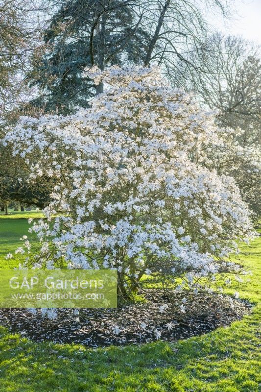Magnolia stellata 'Royal Star' - magnolia étoilé. Arbuste mature fleurissant en mars