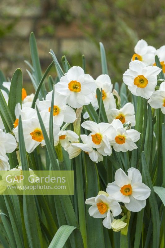 Narcissus tazetta 'Geranium'. Gros plan de fleurs de jonquille parfumées. Avril