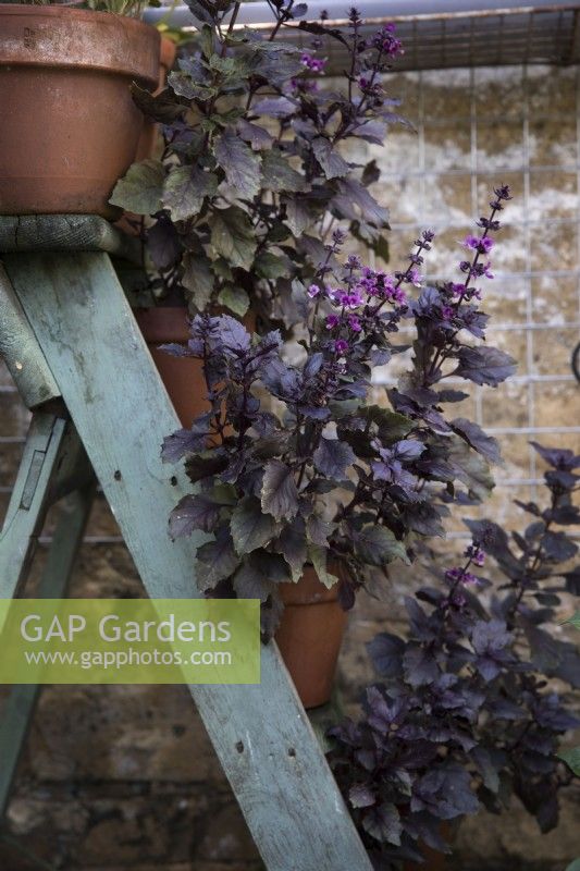 Basilic violet à fleurs poussant dans des pots en terre cuite affichés sur une échelle en bois rustique
