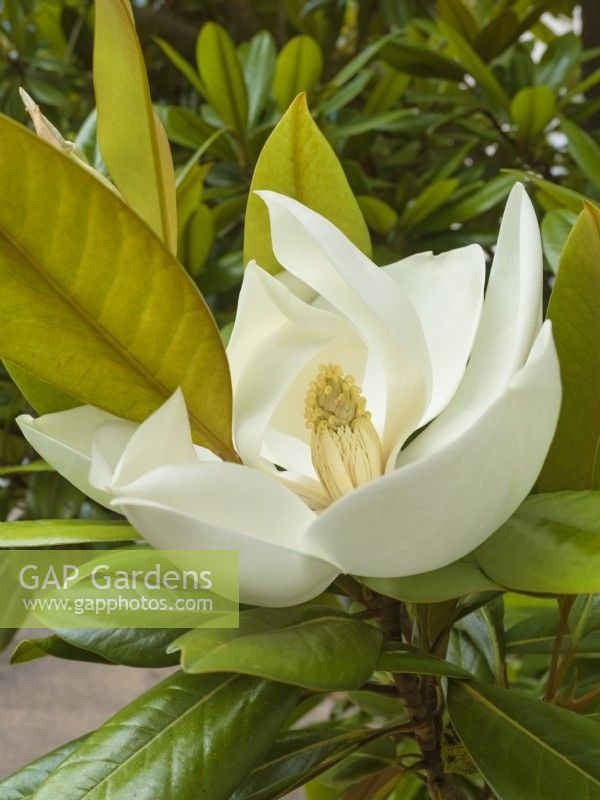 Magnolia virginiana - Swamp Laurel ou Sweetbay