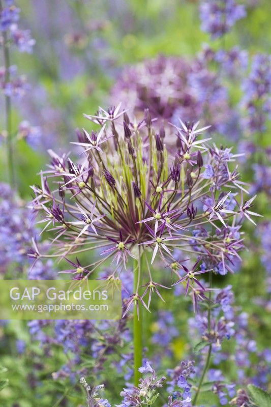 Une combinaison harmonieuse violette et bleue de cataire avec Allium cristophii, 'Star of Persia', l'une des plus grosses têtes, avec des fleurs violettes argentées sur des tiges rigides de 40 cm. Juin.