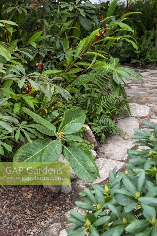 Chemin de pierre à travers des plantes luxuriantes aimant l'ombre - The Trailfinders 50th Anniversary Garden, RHS Chelsea Flower Show 2021