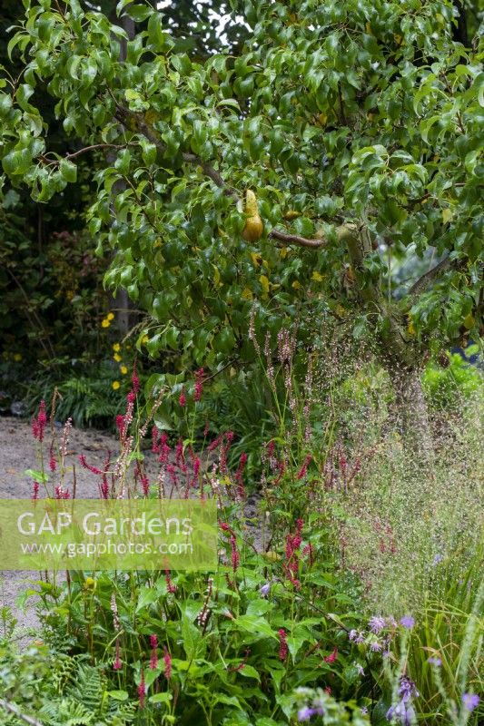 Persicaria amplexicaulis sous une ancienne variété patrimoniale de Pyrus communis - Guide Dogs 90th Anniversary Garden, RHS Chelsea Flower Show 2021