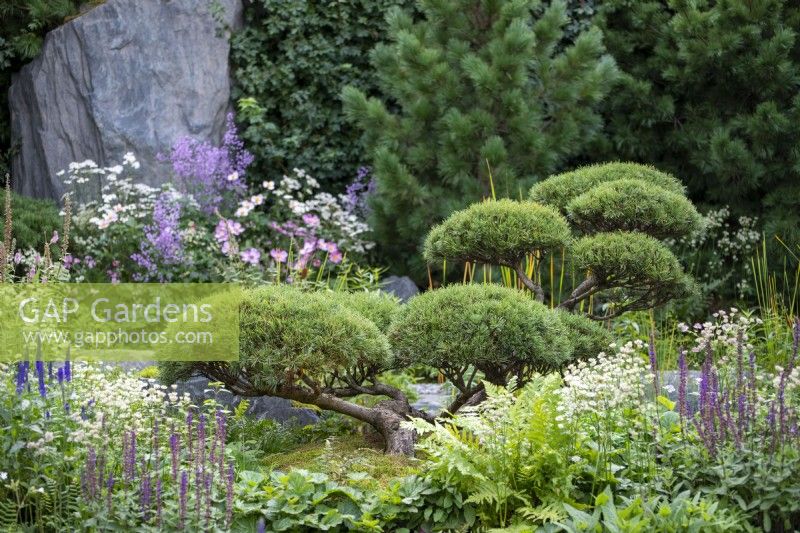Pinus mugo 'Gnom' - Prison de Bodmin : 60 degrés est, un jardin entre les continents, RHS Chelsea Flower Show 2021