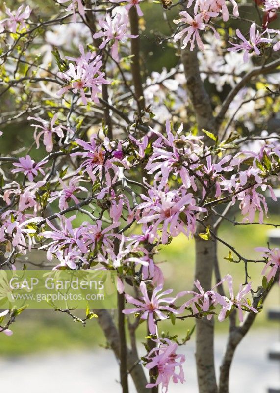 Magnolia x loebneri Leonard Messel, printemps avril