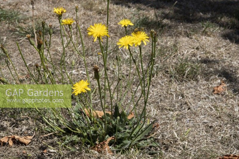 Un pissenlit fleurit parmi l'herbe morte et desséchée lors d'un courant d'air prolongé. Septembre