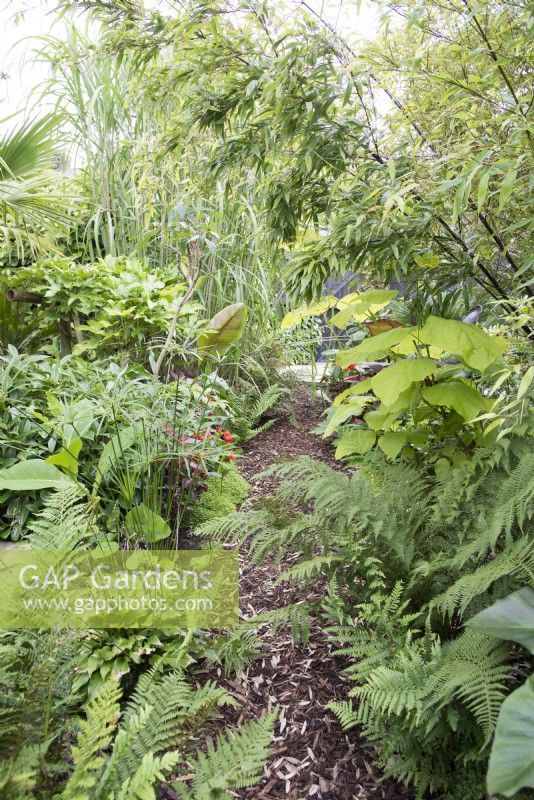 Jardin tropical en août avec plantation luxuriante dont Phyllostachys nigra paulownia et fougères par chemin de copeaux d'écorce