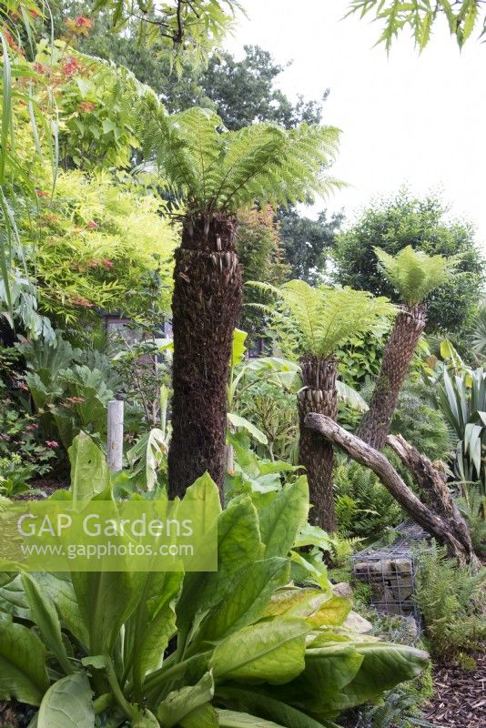 Jardin tropical avec fougères arborescentes Dicksonia antarctica et Lysichiton americanus, chou mouffette