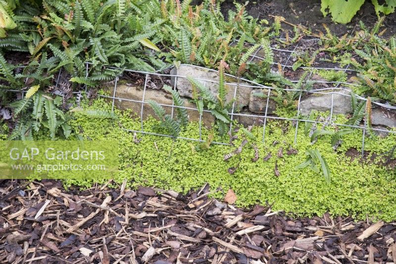 Un gabion rempli de pierre utilisé pour créer un muret de jardin planté de fougères et Soleirolia soleirolii