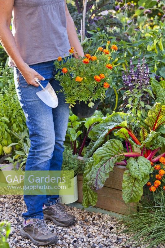 Femme portant des soucis français en pot prêts à être plantés dans une bordure de légumes pour attirer les insectes bénéfiques.
