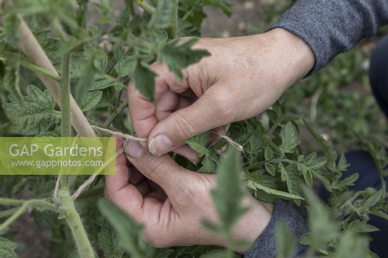 Attacher des tomates d'extérieur à l'aide d'une ficelle de chanvre. Tomate ''Costoluto Fiorentino'. Juin 2022, été.