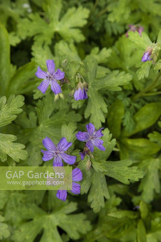 Geranium libani à Stone House Cottage Garden, avril