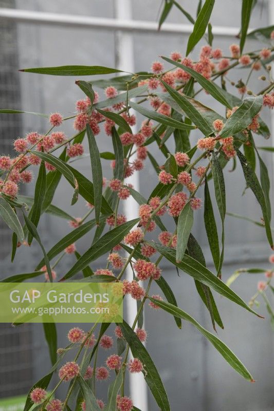 Acacia leprosa 'Scarlet Blaze', Cinnamon Wattle - Janvier