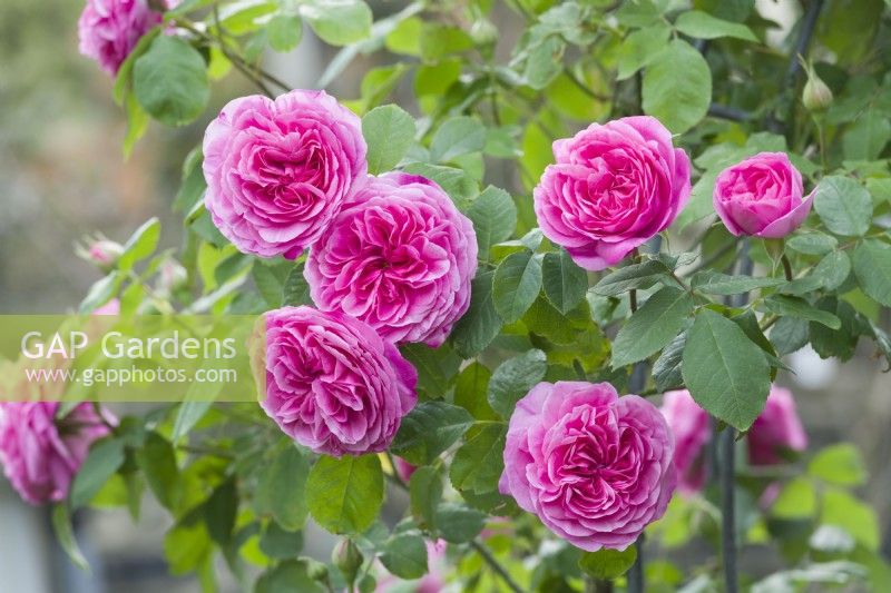 Rosa Gertrude Jekyll syn. 'Ausbord'. Fleurs doubles roses très parfumées, mai.