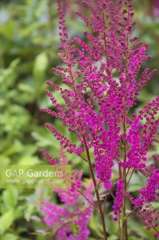 Astilbe 'Maggie Daley'