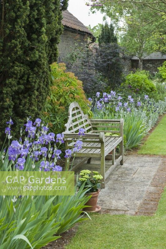 Vue sur jardin de campagne isolé en mai. Iris, Taxus baccata 'fastigiata' - If d'Irlande et l'Euphorbia mellifera au parfum doux placés derrière le banc de jardin de style Lutyens.