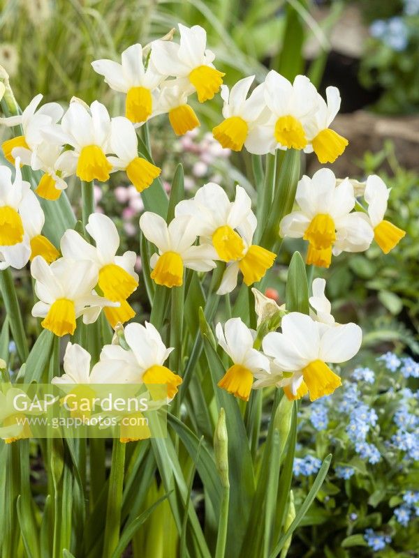 Narcissus Eaton Song, printemps mai