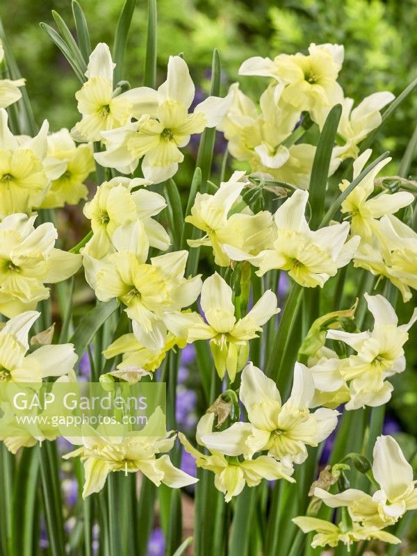 Narcissus Exotic Mystery, printemps Mai