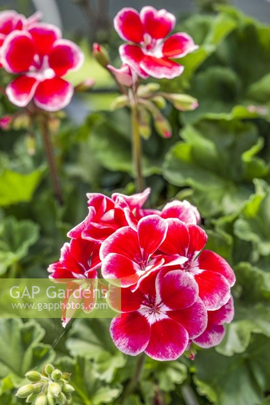 Pelargonium zonale Ylena, été juillet