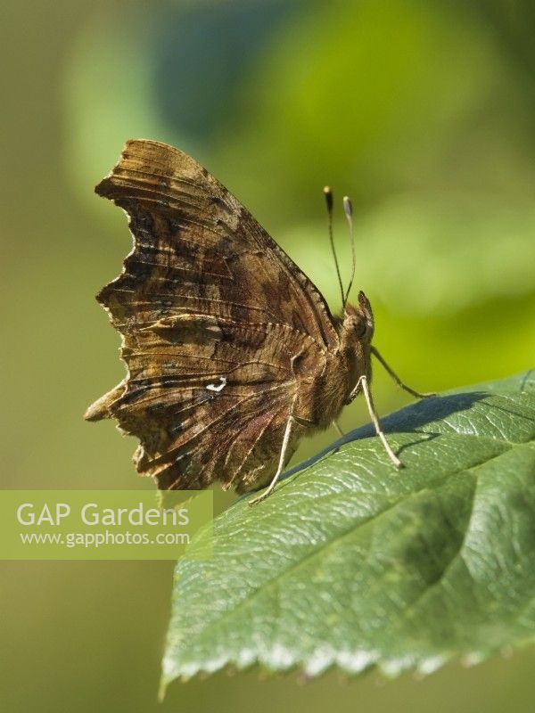 Polygonia c-album - virgule papillon sur feuille de rose montrant le dessous de l'aile