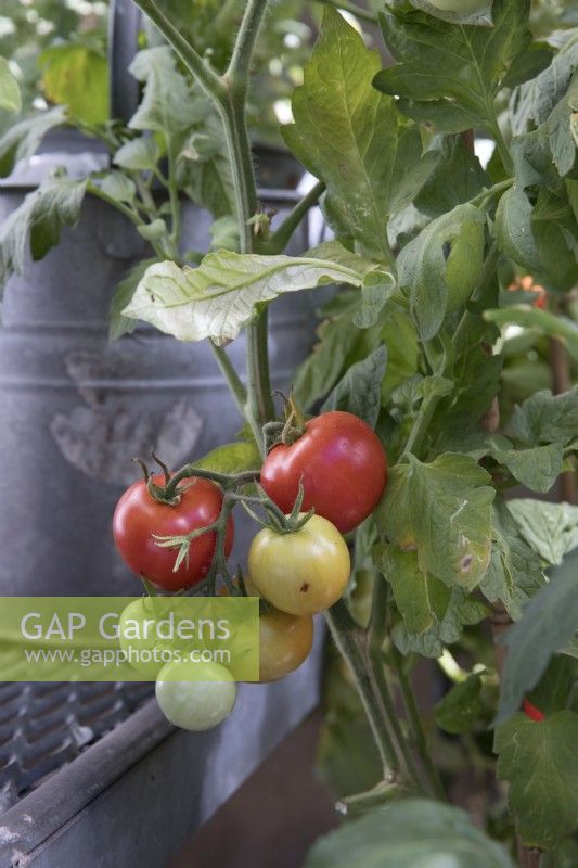 Tomates mûres poussant dans un environnement urbain