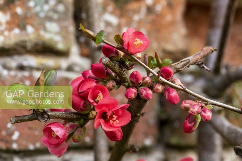 Chaenomeles japonica a des fleurs rouges en forme de coupe qui apparaissent en mars.
