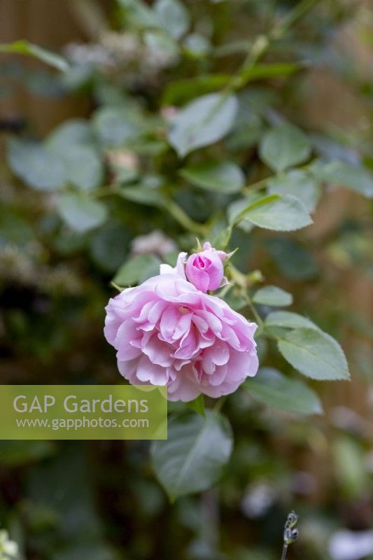 Rosa - rose grimpante rose du jardin d'origine, variété inconnue