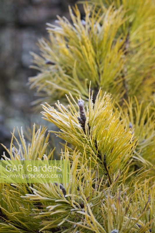 Pinus contorta 'Chief Joseph' - Pin de plage dans le givre