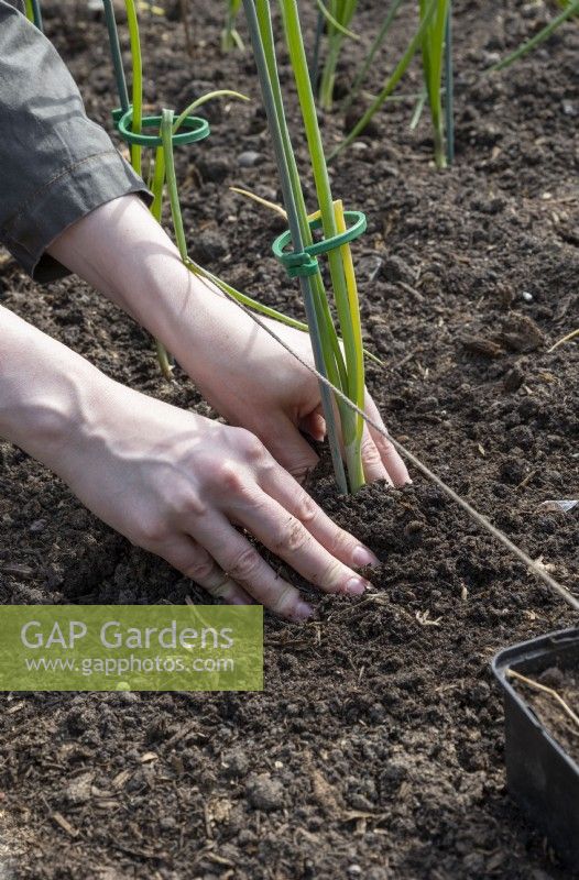 Plantation d'oignons pour exposition, compactage de terre, oignon 'Kelsae'